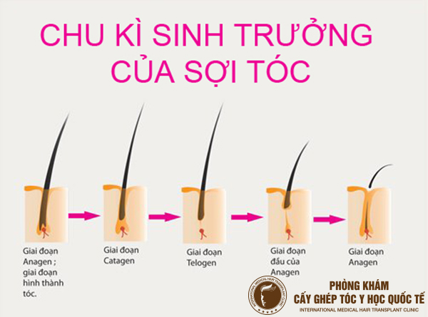 lí do khiến tóc rụng nhiều